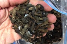 Black soldier fly larvae